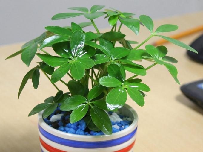 Những cây cảnh tốt cho dân văn phòng nhung cay canh tot cho dan van phong