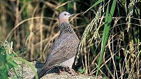 Những món ăn thời trân của Hà Nội xưa nhung mon an thoi tran cua ha noi xua