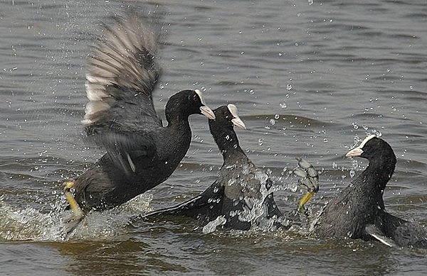Những món ăn thời trân của Hà Nội xưa nhung mon an thoi tran cua ha noi xua