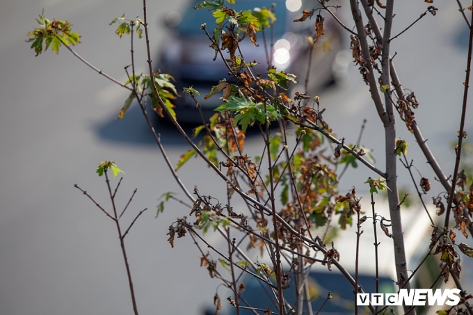 Cây phong lá đỏ lỗi hẹn với thu Hà Nội cay phong la do loi hen voi thu ha noi