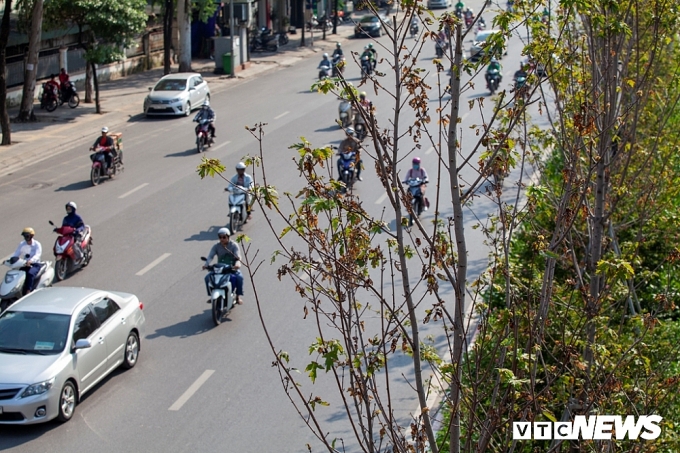 Cây phong lá đỏ lỗi hẹn với thu Hà Nội cay phong la do loi hen voi thu ha noi
