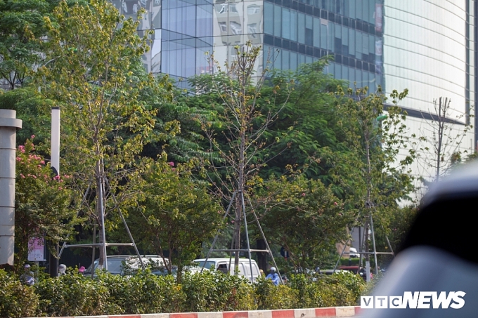 Cây phong lá đỏ lỗi hẹn với thu Hà Nội cay phong la do loi hen voi thu ha noi