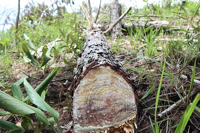 them mot vu pha rung 20 nam tuoi o lam dong