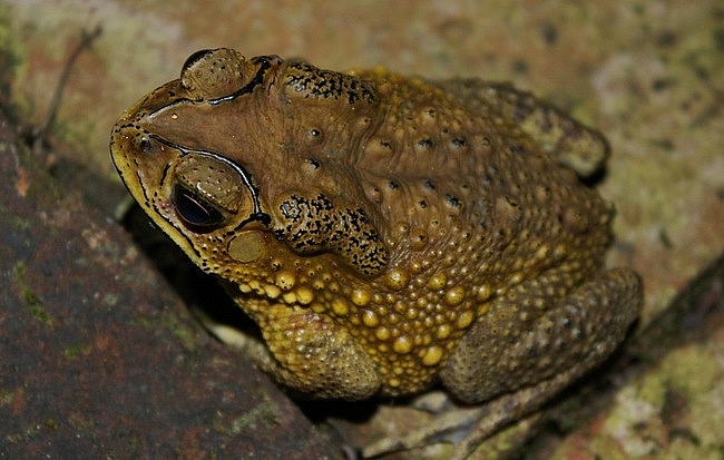 3 chị em nhập viện cấp cứu do ngộ độc thịt cóc 3 chi em nhap vien cap cuu do ngo doc thit coc