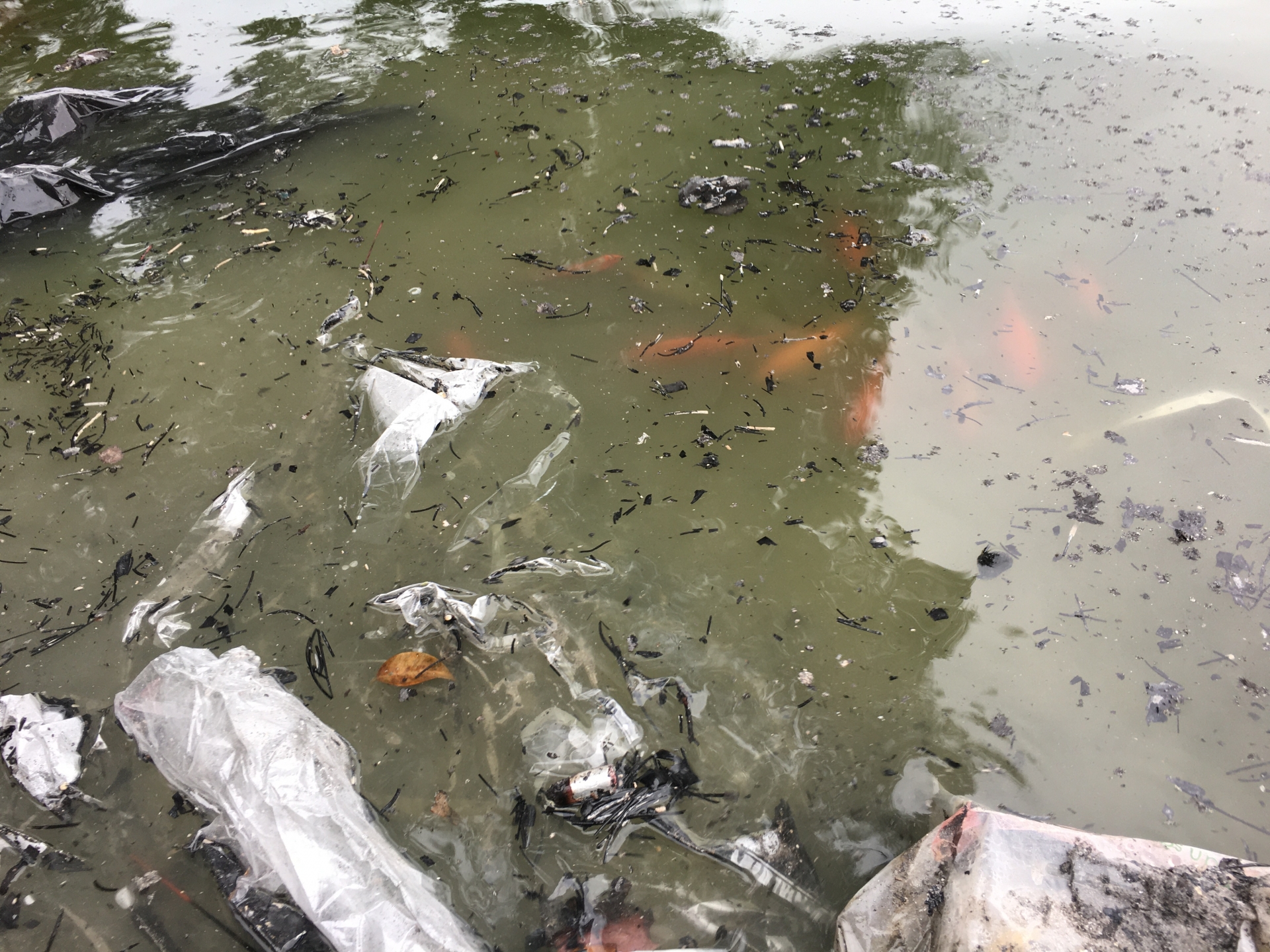 ha noi ngay tet tao quan co gi tai mot so diem tha ca chep