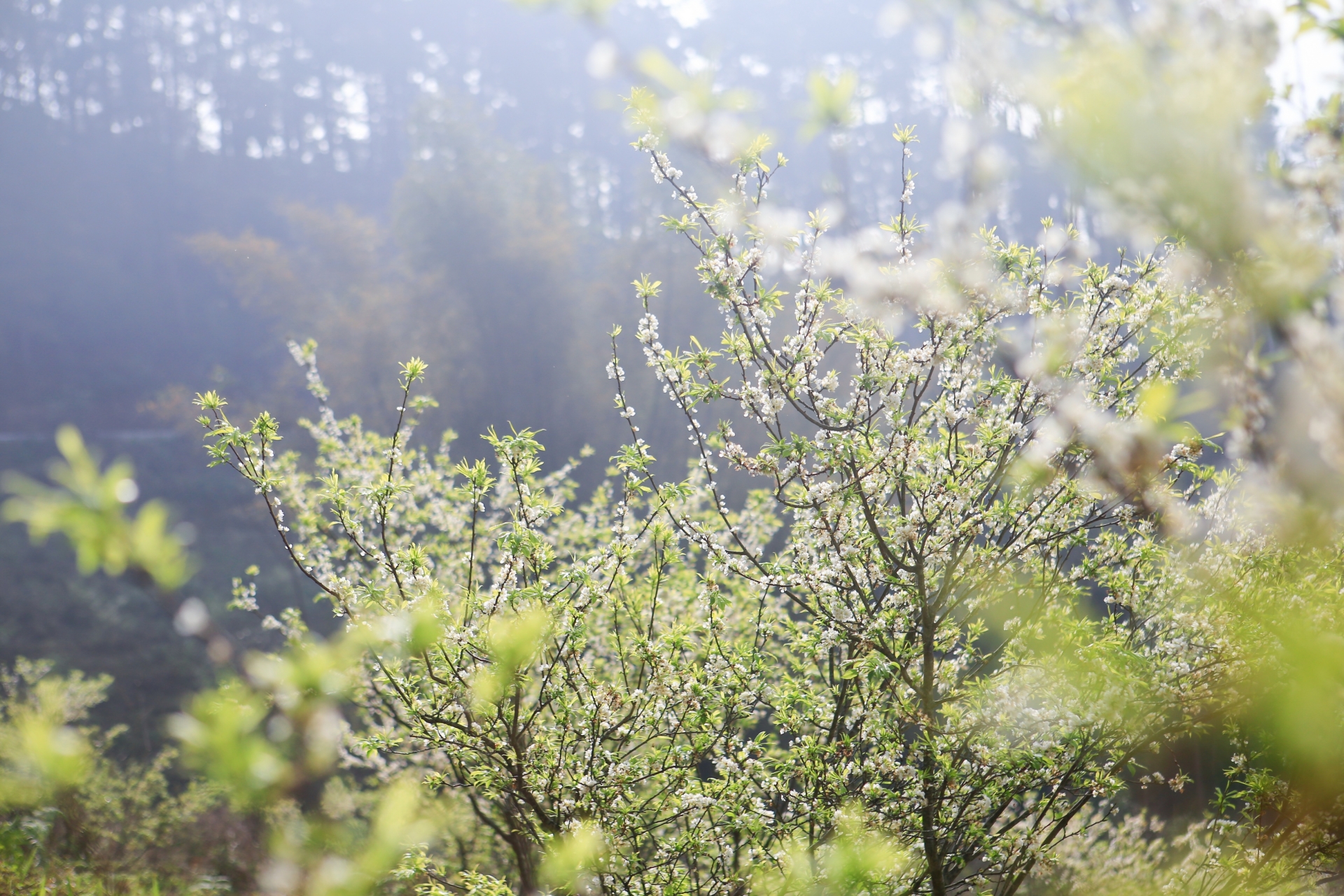 Đi phượt mùa xuân: Hành trình an toàn cho niềm vui trọn vẹn di phuot mua xuan hanh trinh an toan cho niem vui tron ven 33480