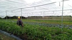 nguoi lao dong huyen ngheo di xuat khau lao dong duoc vay 100 von uu dai