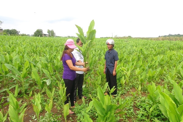 Công ty Dược phẩm Bắc Ninh: Phát triển vườn dược liệu theo tiêu chuẩn sạch GACP-WHO cong ty duoc pham bac ninh phat trien vuon duoc lieu theo tieu chuan sach gacp who