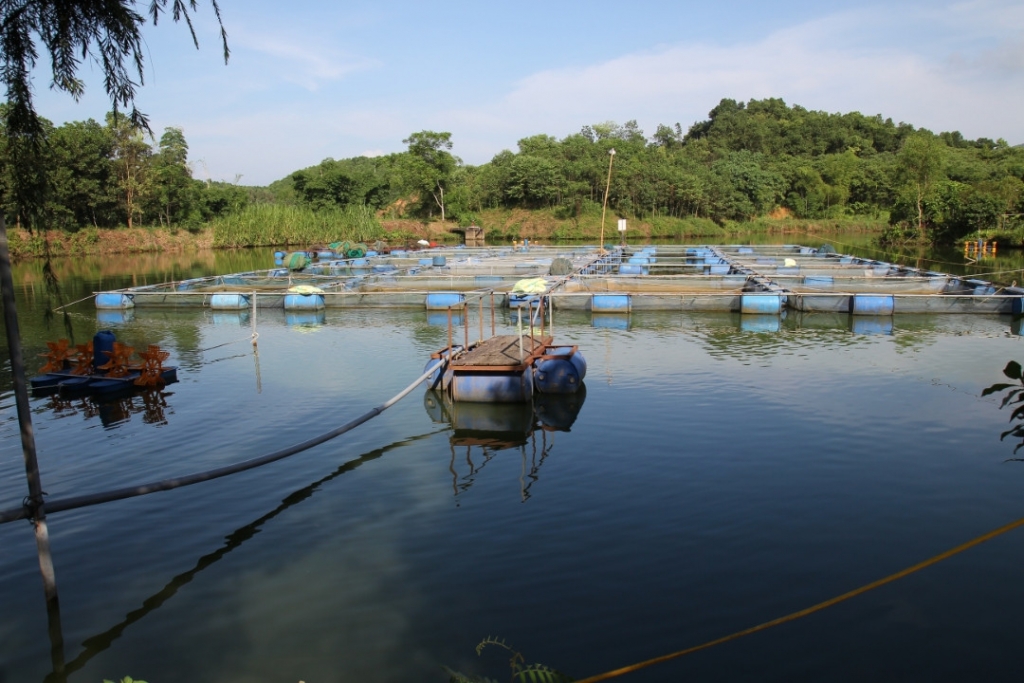 Yên Bái phục hồi môi trường một loạt mỏ sau khai thác khoáng sản yen bai nghiem tuc thuc hien cong tac phuc hoi moi truong sau khai thac khoang san