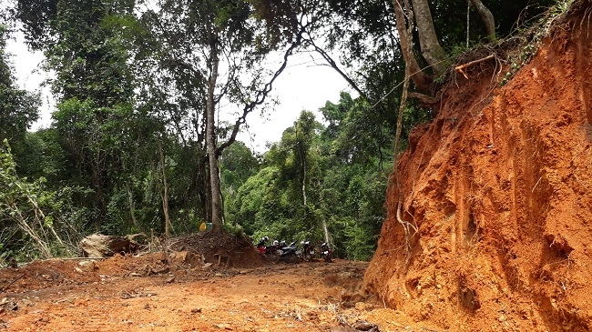 Rừng phòng hộ có quần thể thông đỏ quý hiếm ở Lâm Đồng bị đào bới mở đường lớn