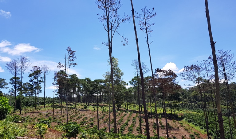 Rừng bị băm nhỏ, chuyển nhượng trái phép sau khi giao cho dân quản lý rung bi pha nat lam trang trai san xuat sau khi giao cho dan quan ly bao ve