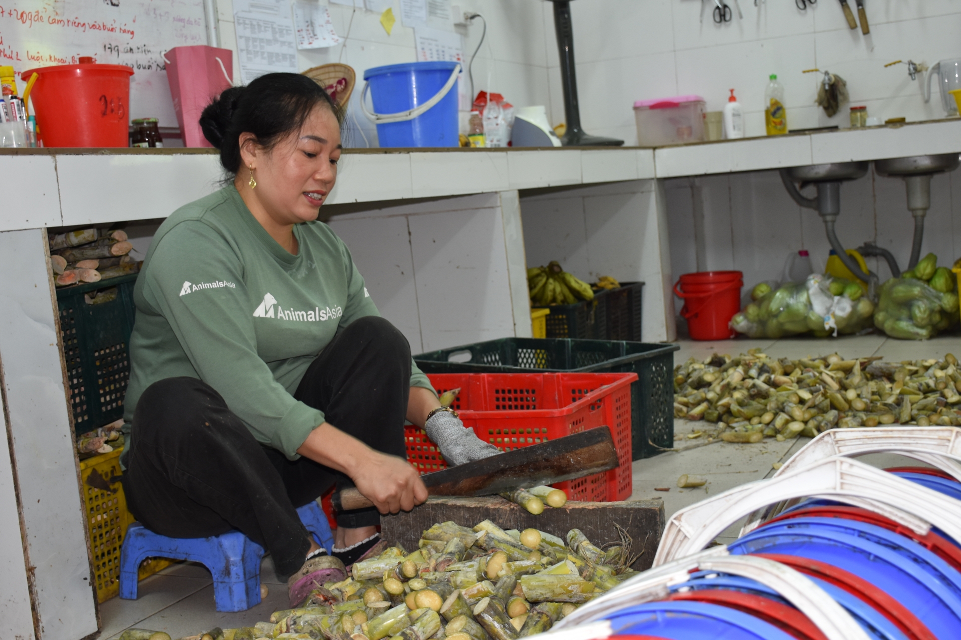 mot ngay nhu moi ngay cua cac nhan vien trung tam cuu ho gau viet nam