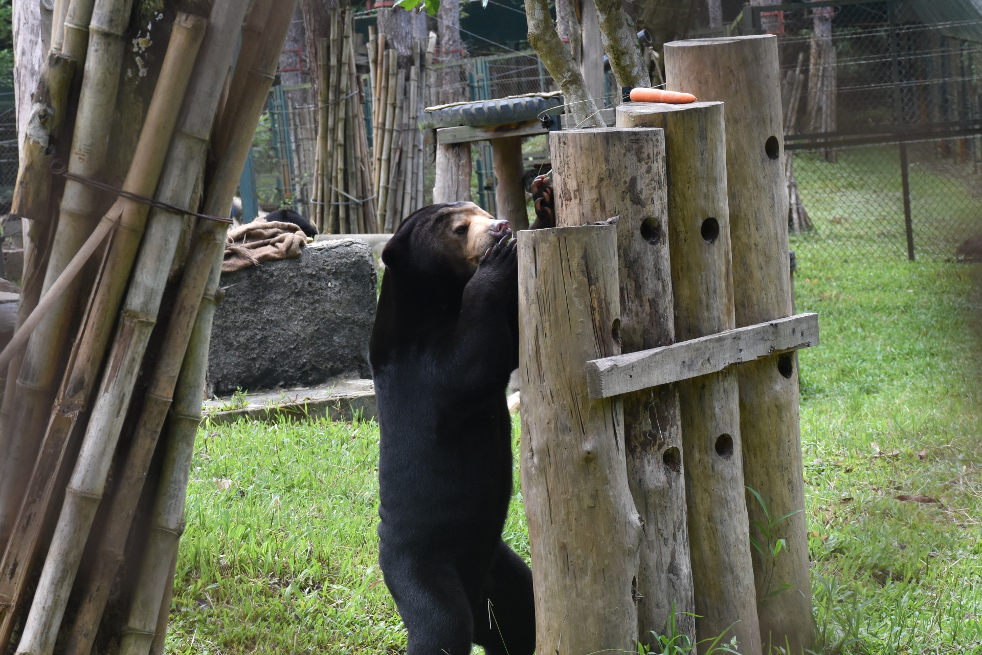 mot ngay nhu moi ngay cua cac nhan vien trung tam cuu ho gau viet nam