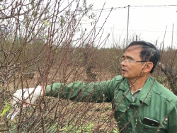 lang quat canh tu lien ha noi da san sang bung lua dip tet