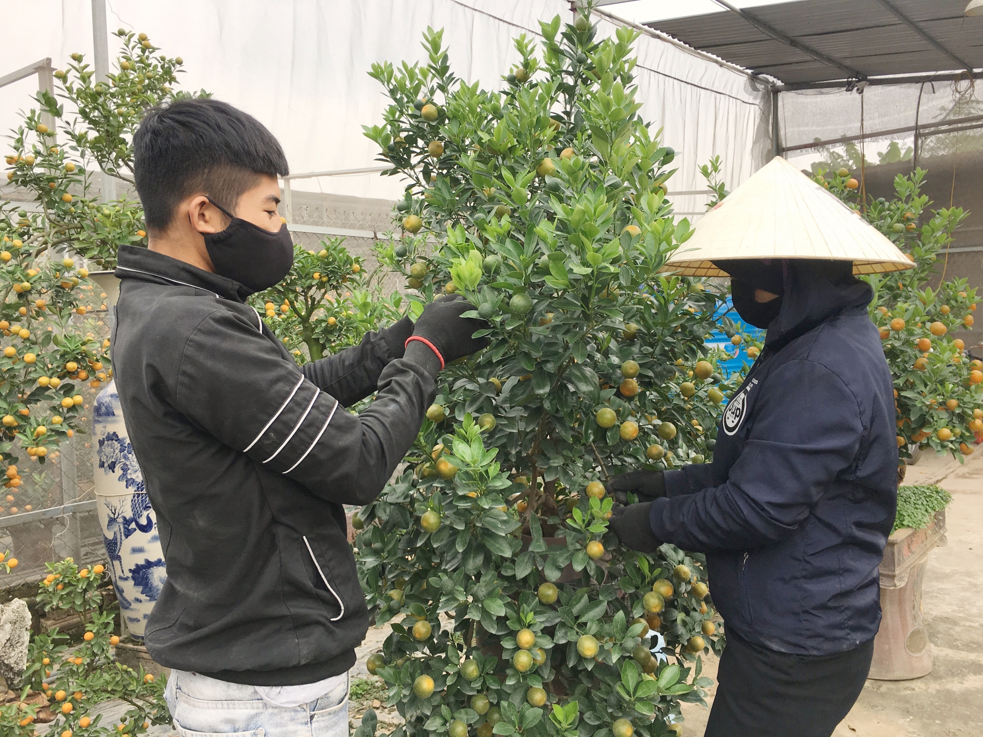 lang quat canh tu lien ha noi da san sang bung lua dip tet