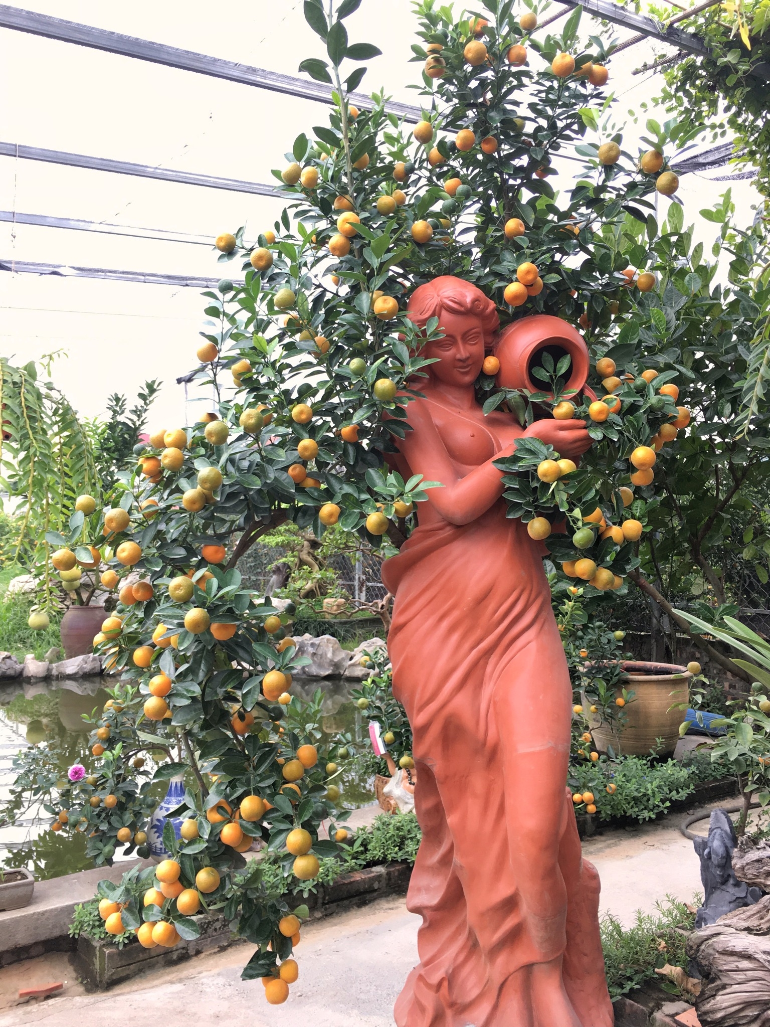 lang quat canh tu lien ha noi da san sang bung lua dip tet