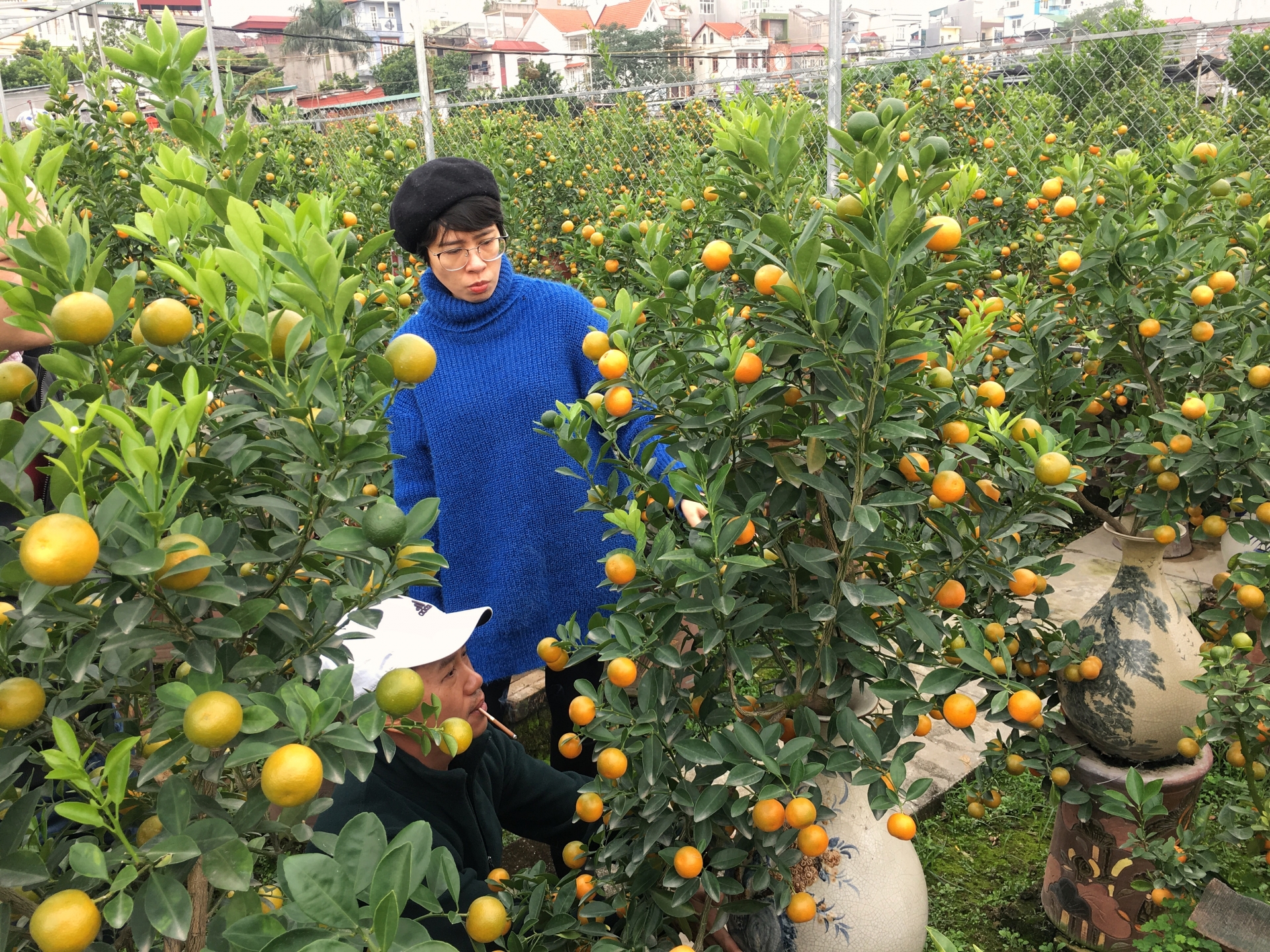 lang quat canh tu lien ha noi da san sang bung lua dip tet