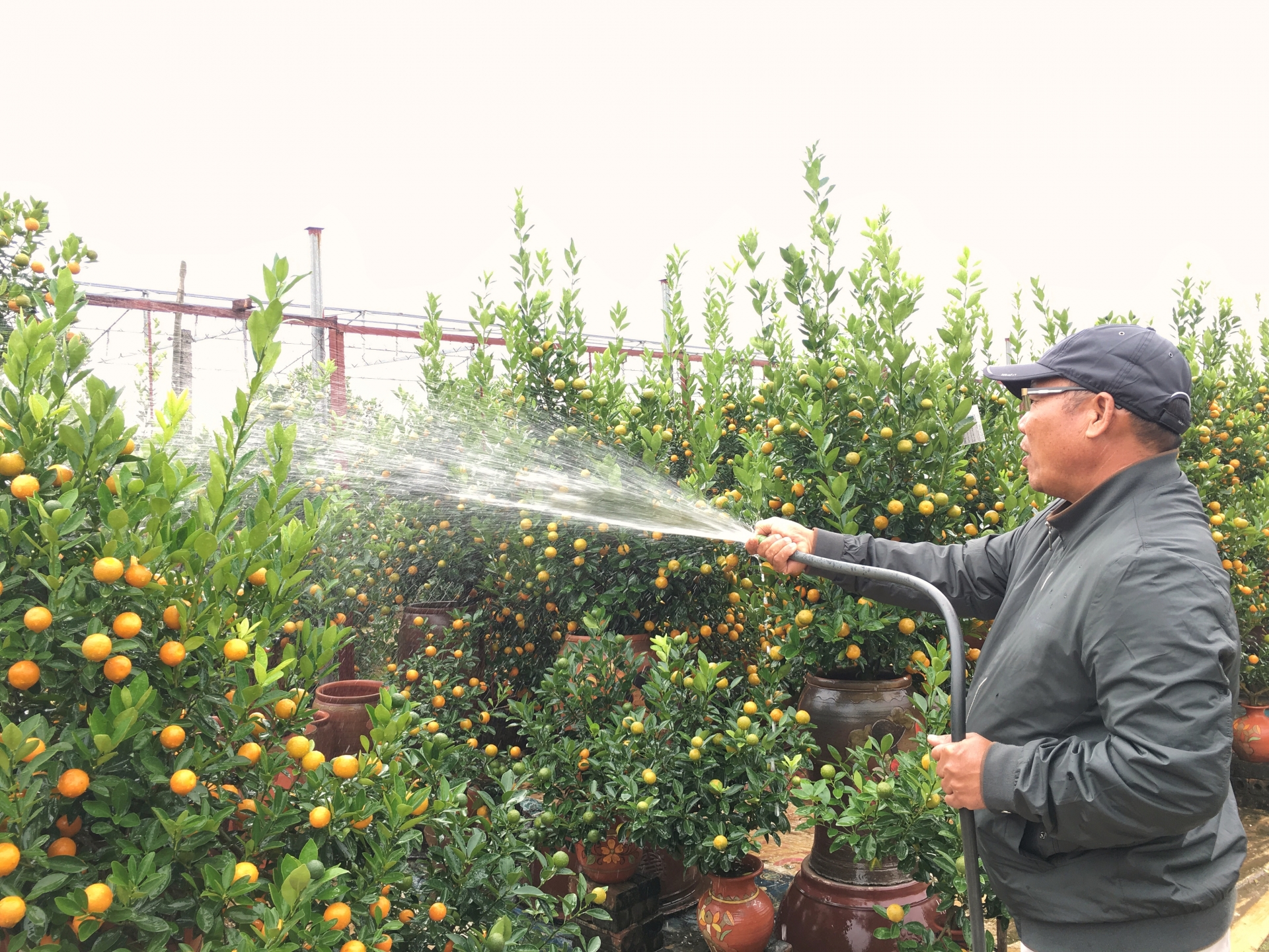 lang quat canh tu lien ha noi da san sang bung lua dip tet
