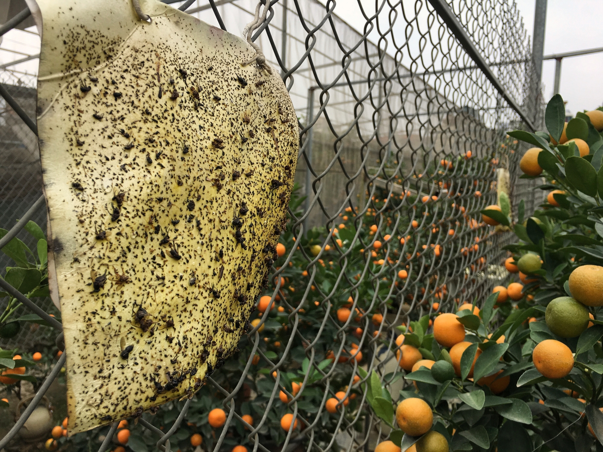 lang quat canh tu lien ha noi da san sang bung lua dip tet