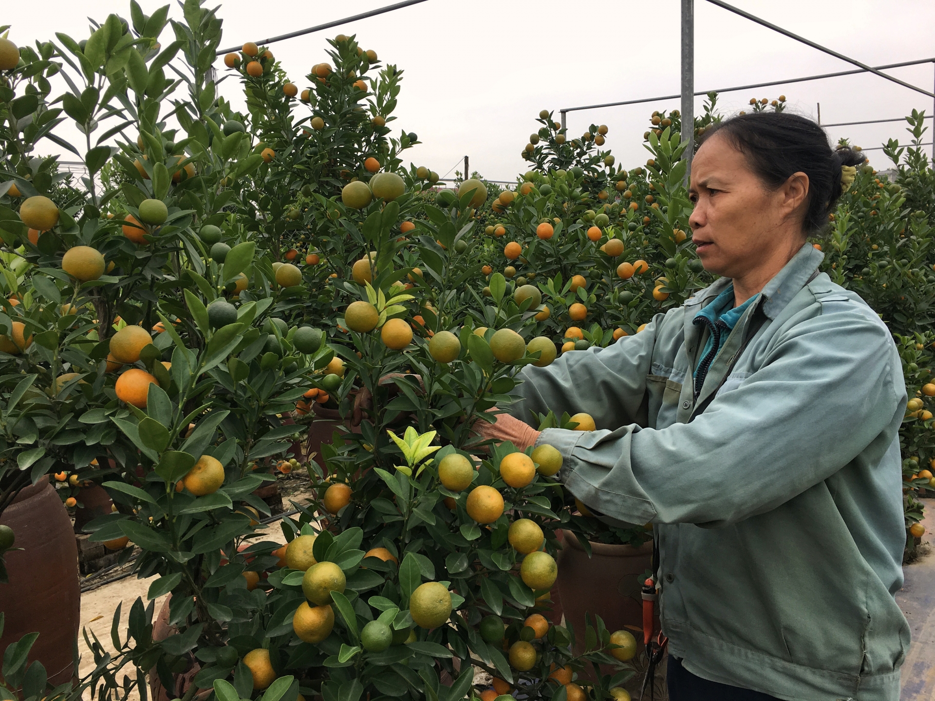 lang quat canh tu lien ha noi da san sang bung lua dip tet