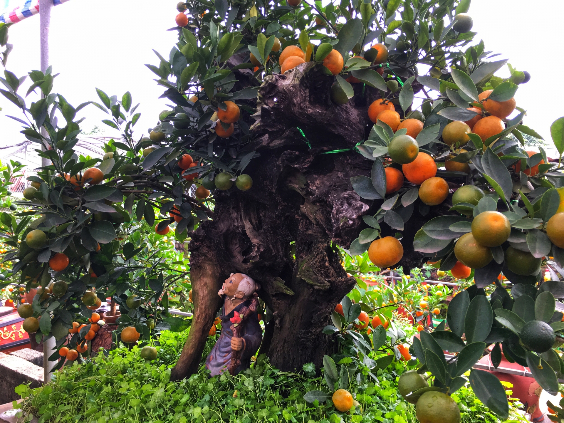 lang quat canh tu lien ha noi da san sang bung lua dip tet
