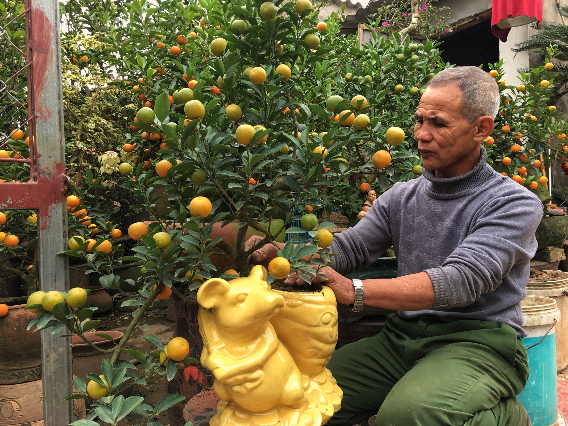 lang quat canh tu lien ha noi da san sang bung lua dip tet