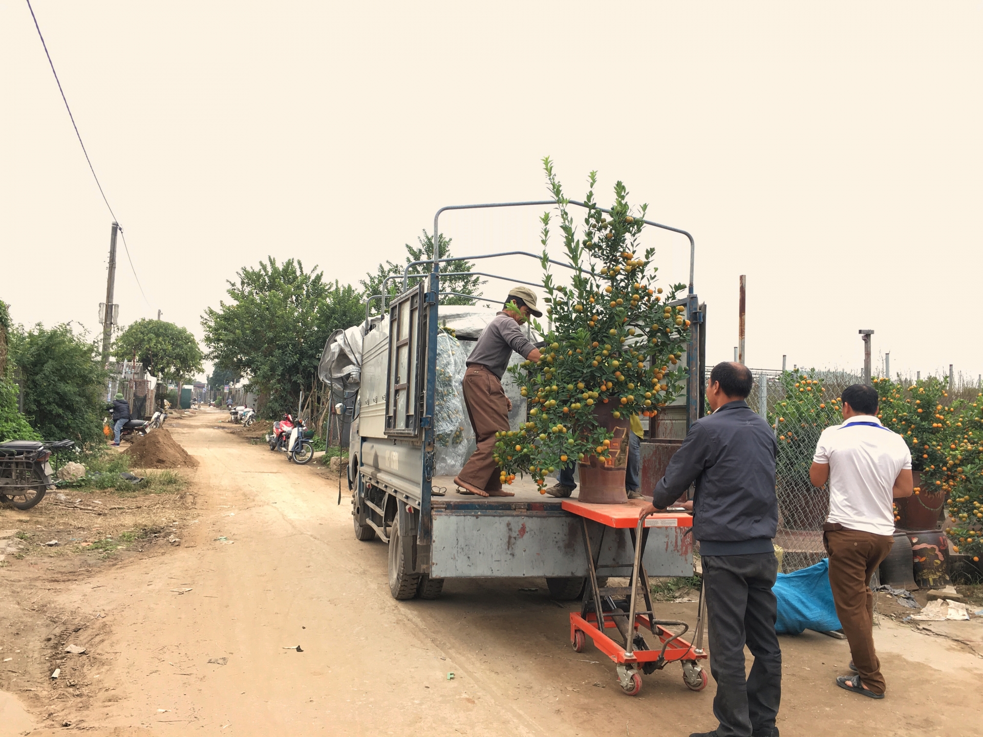 lang quat canh tu lien ha noi da san sang bung lua dip tet