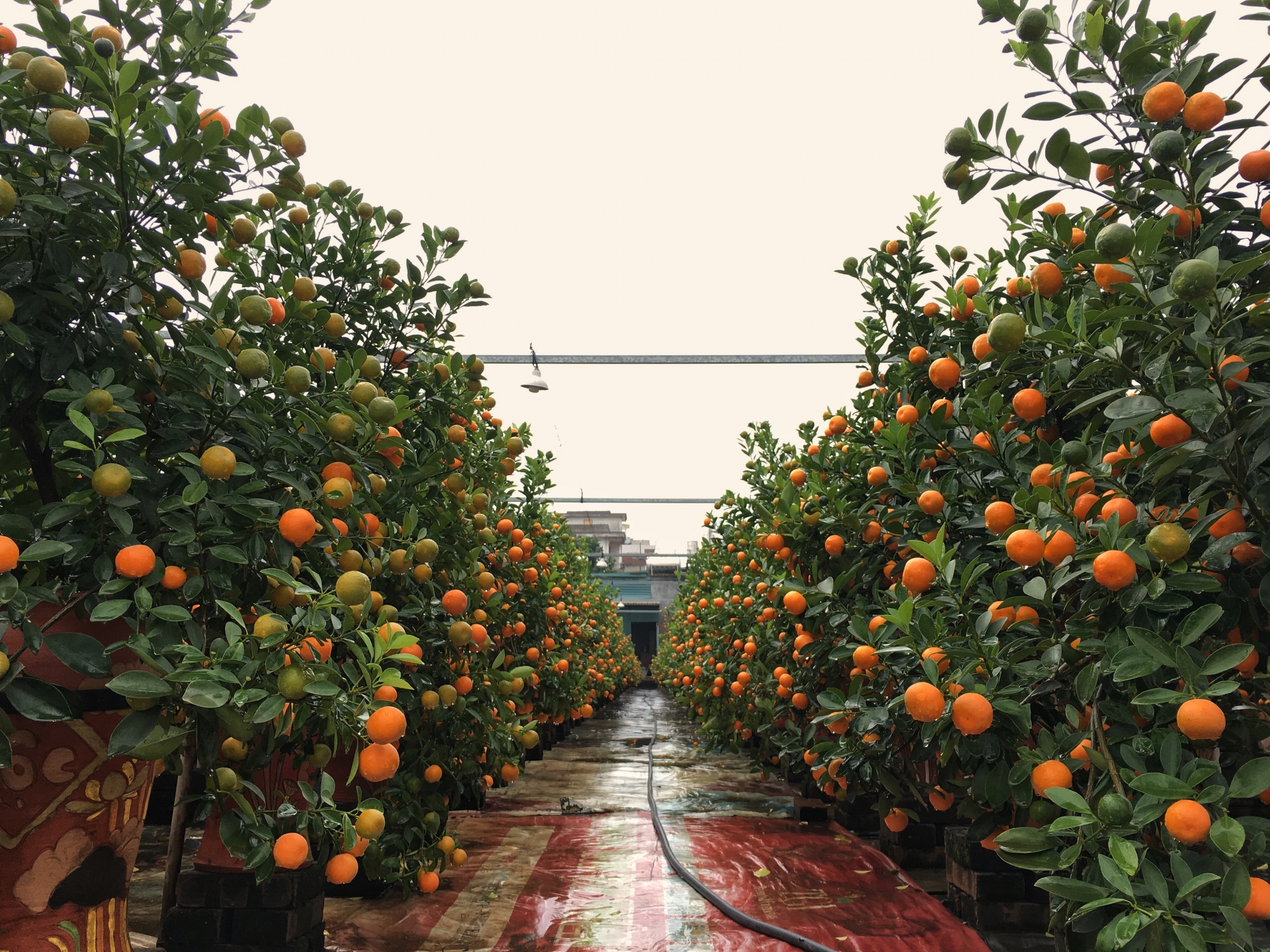 lang quat canh tu lien ha noi da san sang bung lua dip tet