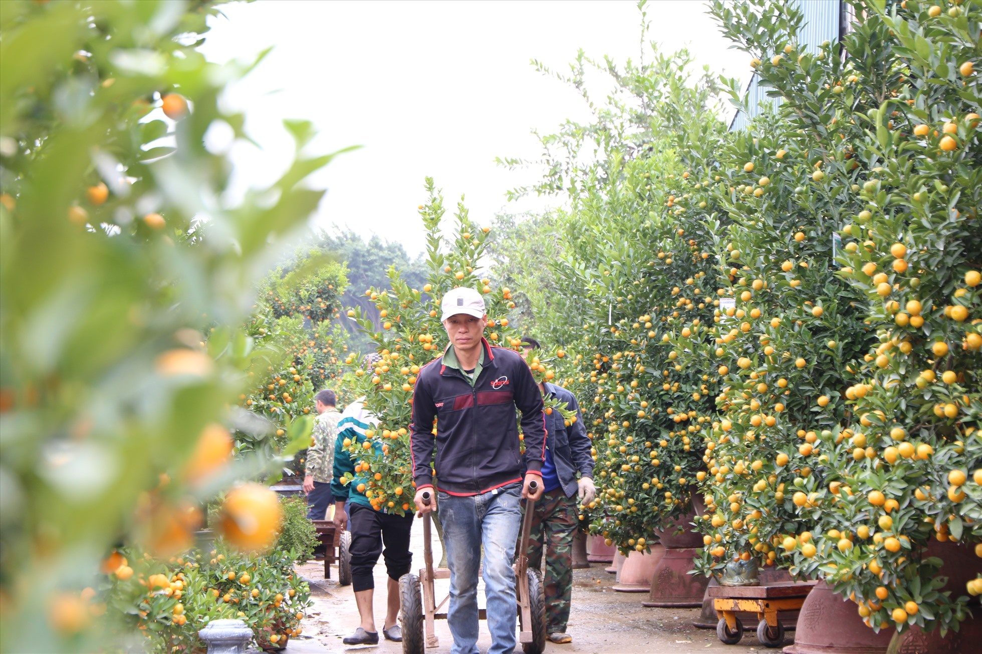 Quất bonsai dáng độc đáo, giá chục triệu vẫn được khách xuống tiền chơi Tết