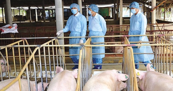 Gỡ khó cho ngành chăn nuôi