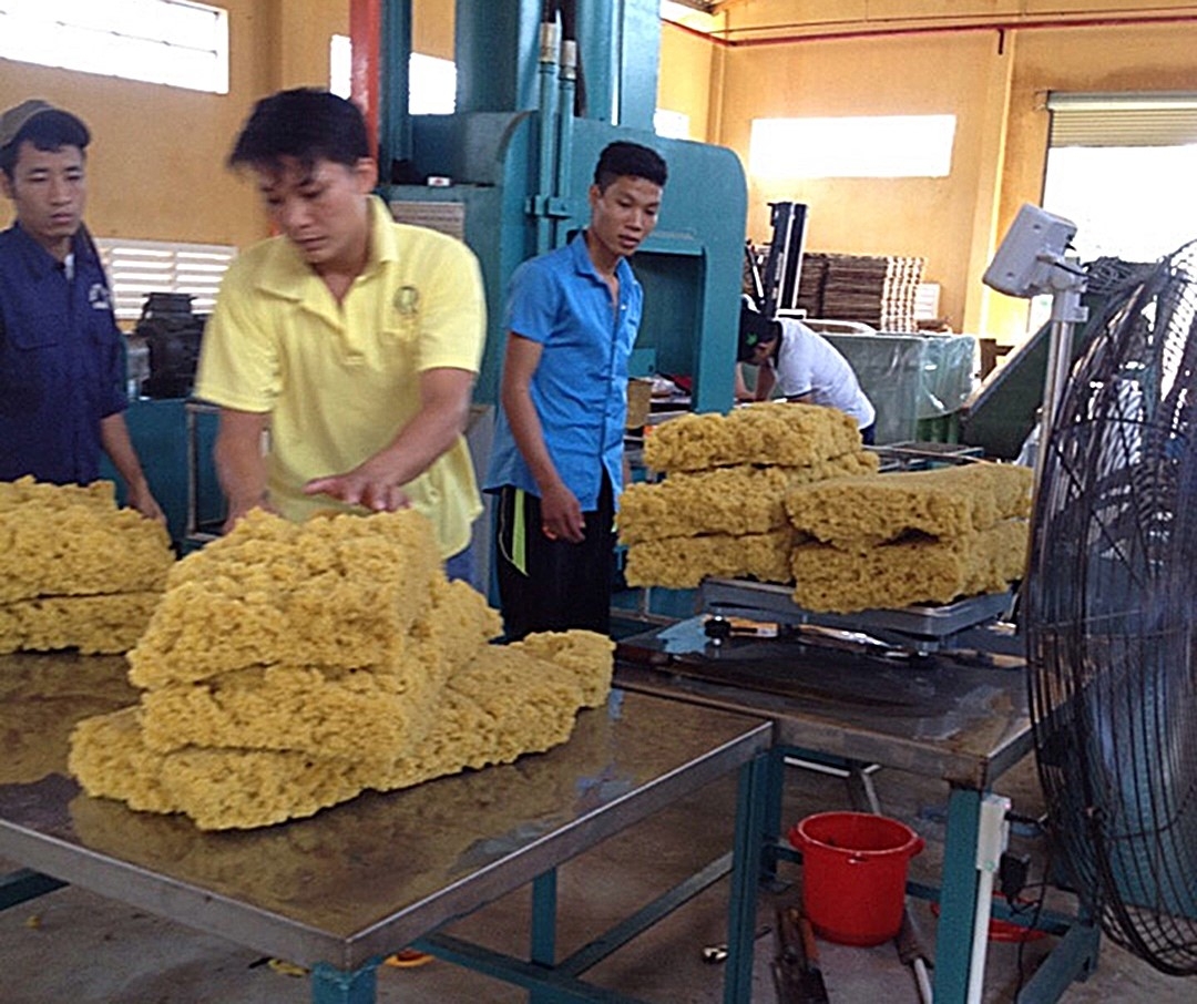 Xây dựng hệ thống quản lý an toàn, vệ sinh lao động cho ngành chế biển mủ cao su Xây dựng hệ thống quản lý an toàn, vệ sinh lao động cho ngành chế biển mủ cao su