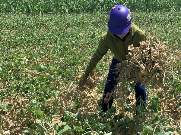nghe an nguoi lao dong vat va muu sinh duoi troi nang nong