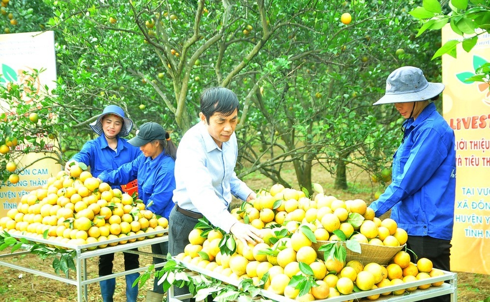 Nghệ An tổ chức livestream giới thiệu, quảng bá sản phẩm cam Vinh
