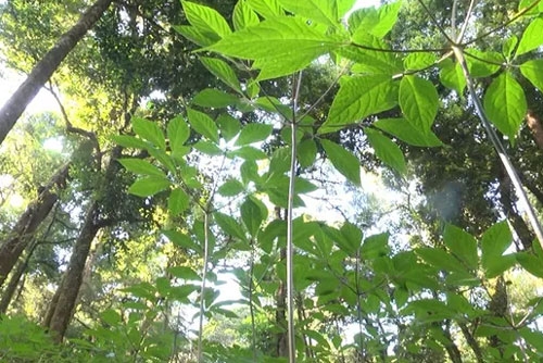 Cần siết chặt quản lý, chống buôn bán sâm Ngọc Linh giả can siet chat quan ly chong buon ban sam ngoc linh gia