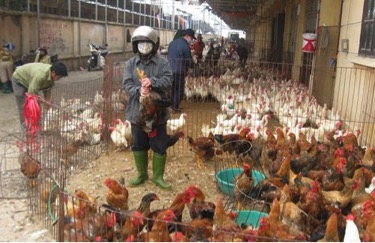 Công tác giám sát an toàn thực phẩm ở các chợ đầu mối đang được siết chặt cong tac giam sat an toan thuc pham o cac cho dau moi dang duoc siet chat