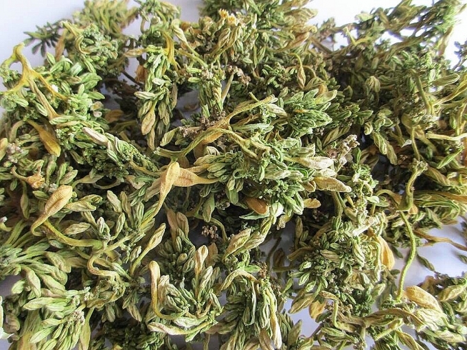 loai hoa trong pho bien thanh bai thuoc quy khien nhieu nguoi lung mua voi gia dat do