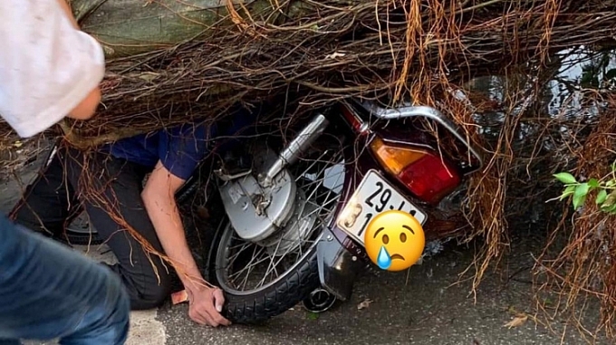 cay xanh do la liet tren cac pho ha noi sau con loc lon 1 nguoi bi cay de tu vong