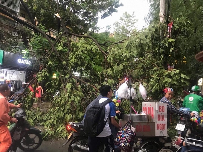 cay xanh do la liet tren cac pho ha noi sau con loc lon 1 nguoi bi cay de tu vong