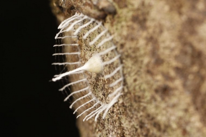 Những bí mật về hệ sinh thái ở rừng rậm Amazon nhung bi mat thu vi chua tung duoc bat mi o rung ram amazon