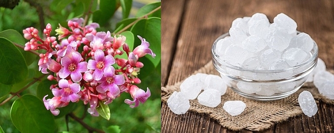 Những loại hoa không chỉ để trang trí mà còn có công dụng thần kỳ đối với sức khoẻ nhung loai hoa khong chi de trang tri ma con co cong dung than ky doi voi suc khoe