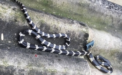 nguoi lao dong ngheo ha tinh hao huc di phien cho tet 0 dong