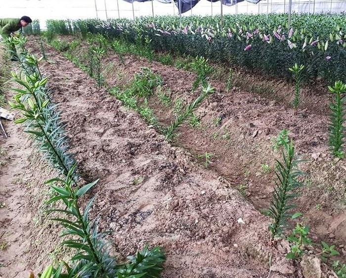 Người dân khóc ròng vì kẻ gian "cuỗm" 1.500 gốc hoa ly bán Tết