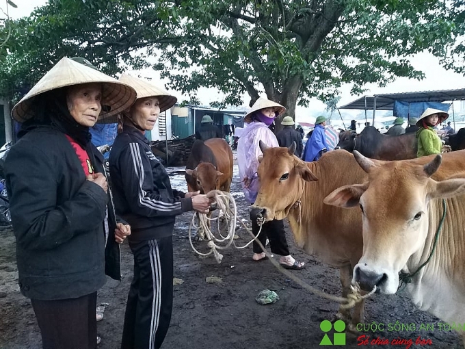 cuoi nam ghe phien cho trau bo lon nhat bac trung bo