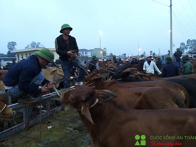 cuoi nam ghe phien cho trau bo lon nhat bac trung bo