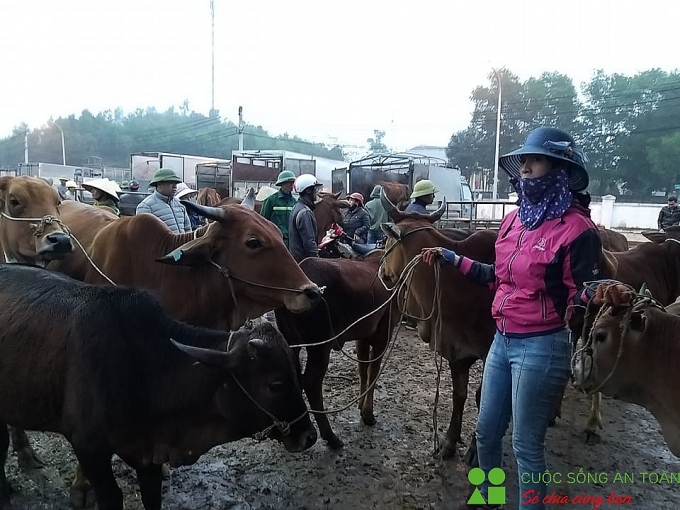 cuoi nam ghe phien cho trau bo lon nhat bac trung bo