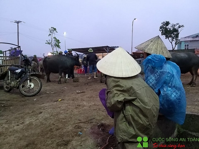 cuoi nam ghe phien cho trau bo lon nhat bac trung bo