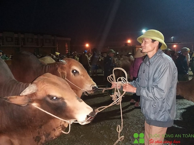 cuoi nam ghe phien cho trau bo lon nhat bac trung bo