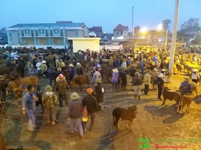 cuoi nam ghe phien cho trau bo lon nhat bac trung bo