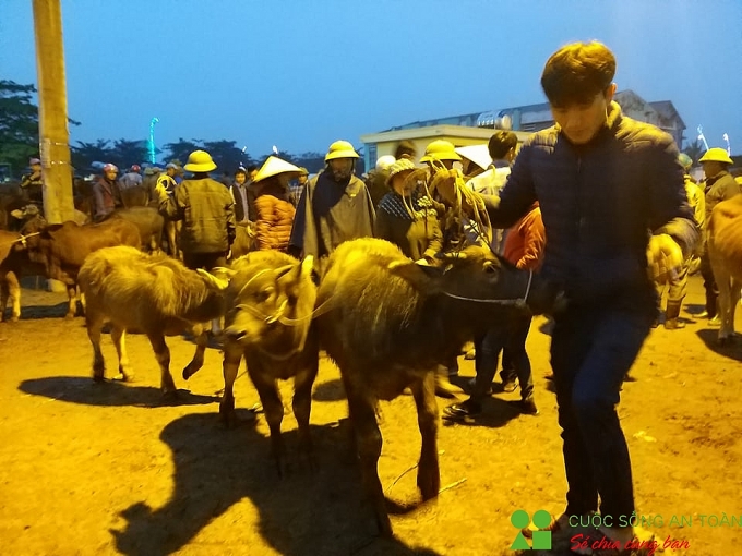 cuoi nam ghe phien cho trau bo lon nhat bac trung bo