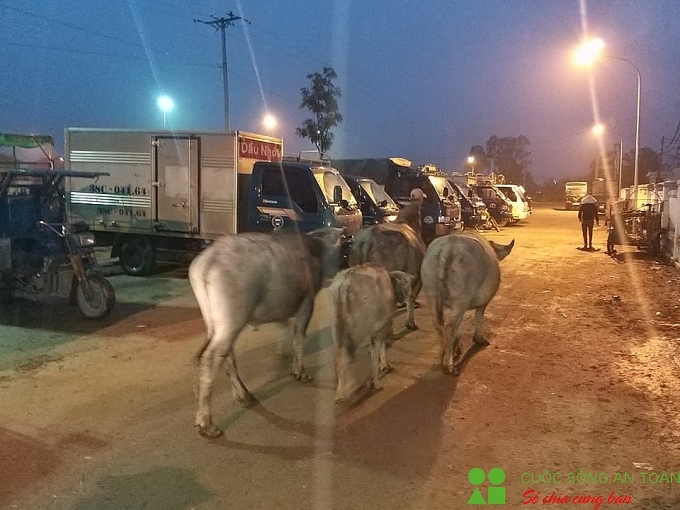 cuoi nam ghe phien cho trau bo lon nhat bac trung bo